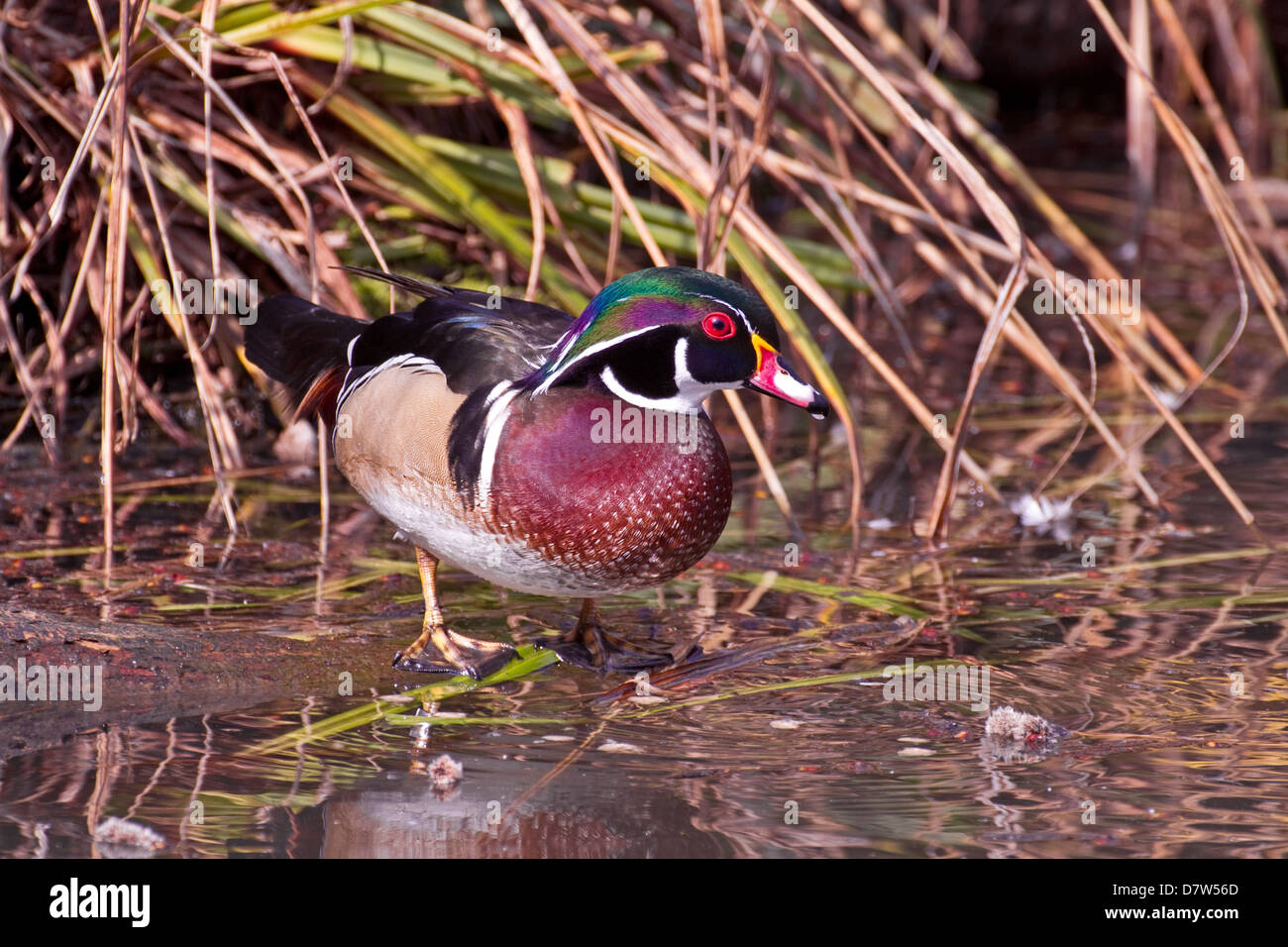 Male North American Wood Duck (Aix sponsa) Eastern half of USA,Southern Canada March 2012 Stock Photo