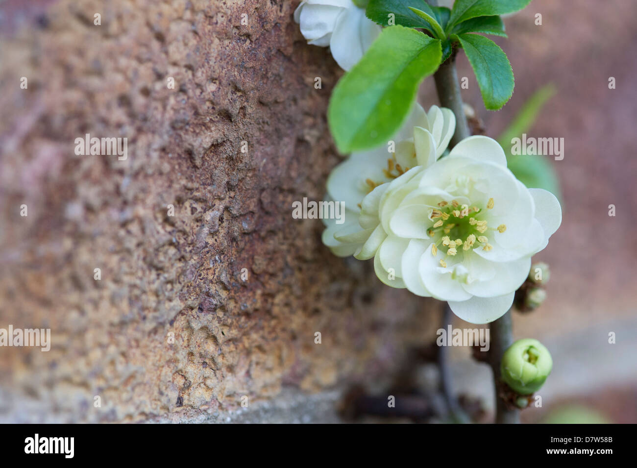 Chaenomeles speciosa 'Yukigoten'. Japanese Quince flower Stock Photo