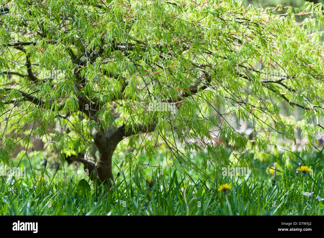 Acer Palmatum Flavescens. Japanese maple tree Stock Photo