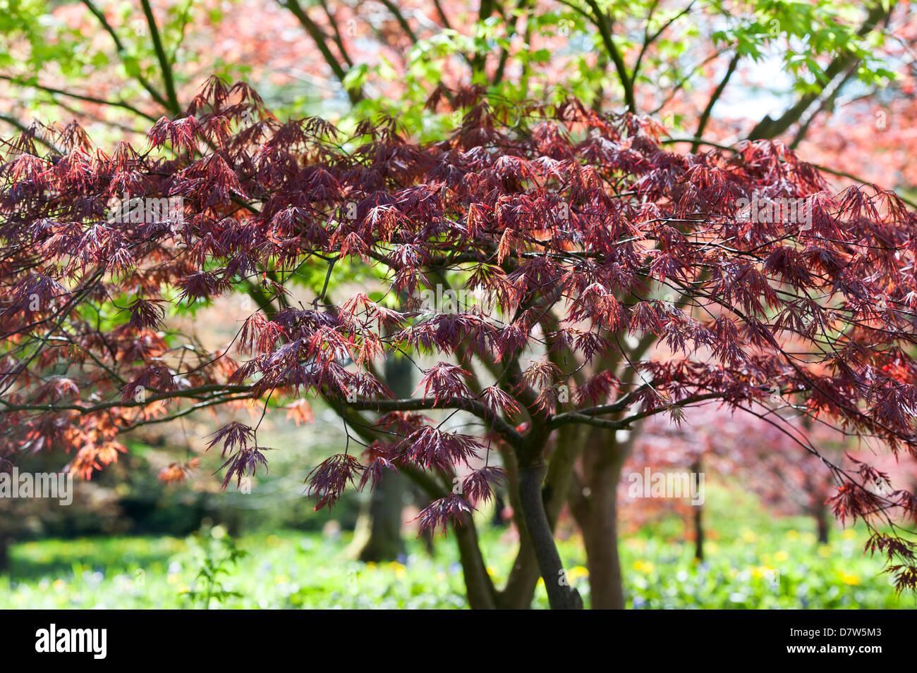 Acer Palmatum Garnet. Japanese maple tree Stock Photo