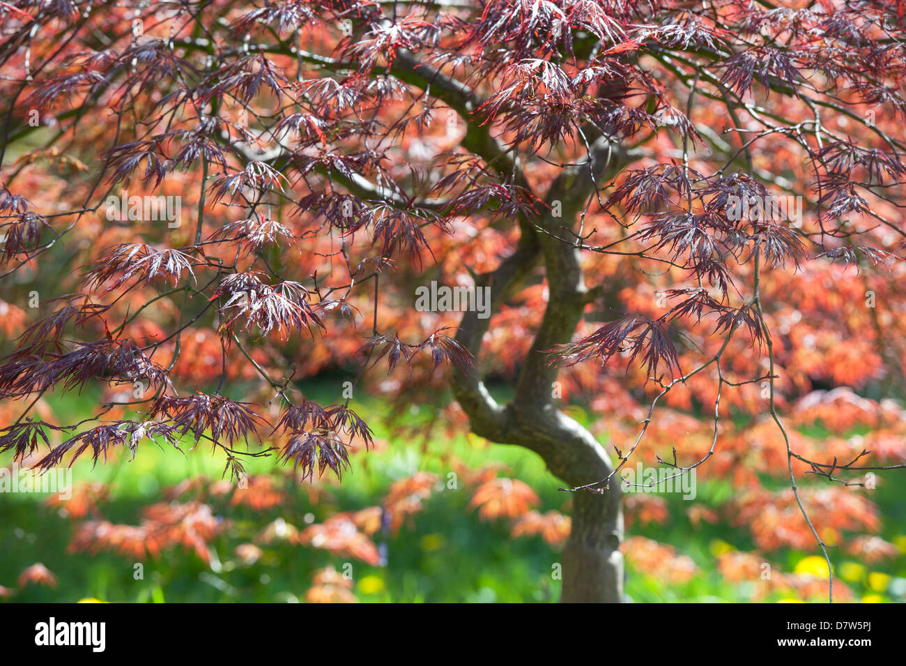 Acer Palmatum Inaba Shida. Japanese maple tree Stock Photo