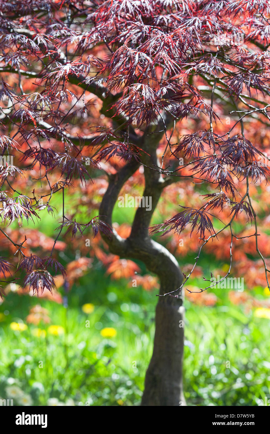 Acer Palmatum Inaba Shida. Japanese maple tree Stock Photo