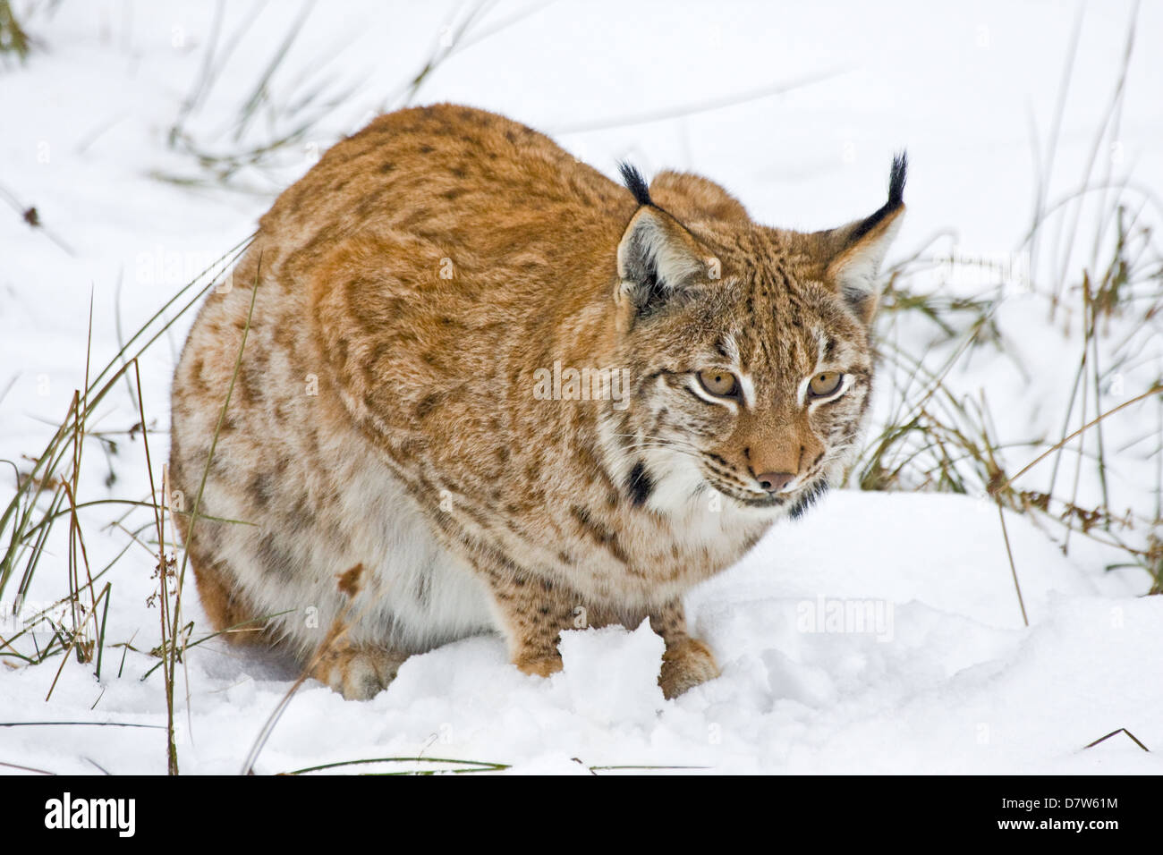 Carpathian lynx Stock Photo - Alamy