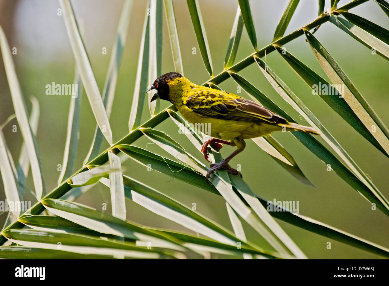 African masked weaver Stock Photo