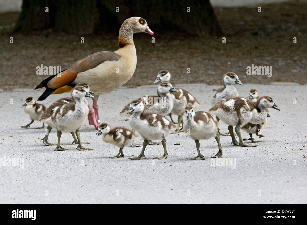 Egyptian geese Stock Photo Alamy