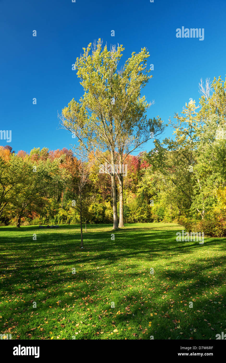 Fall in park in Milton Ontario Stock Photo