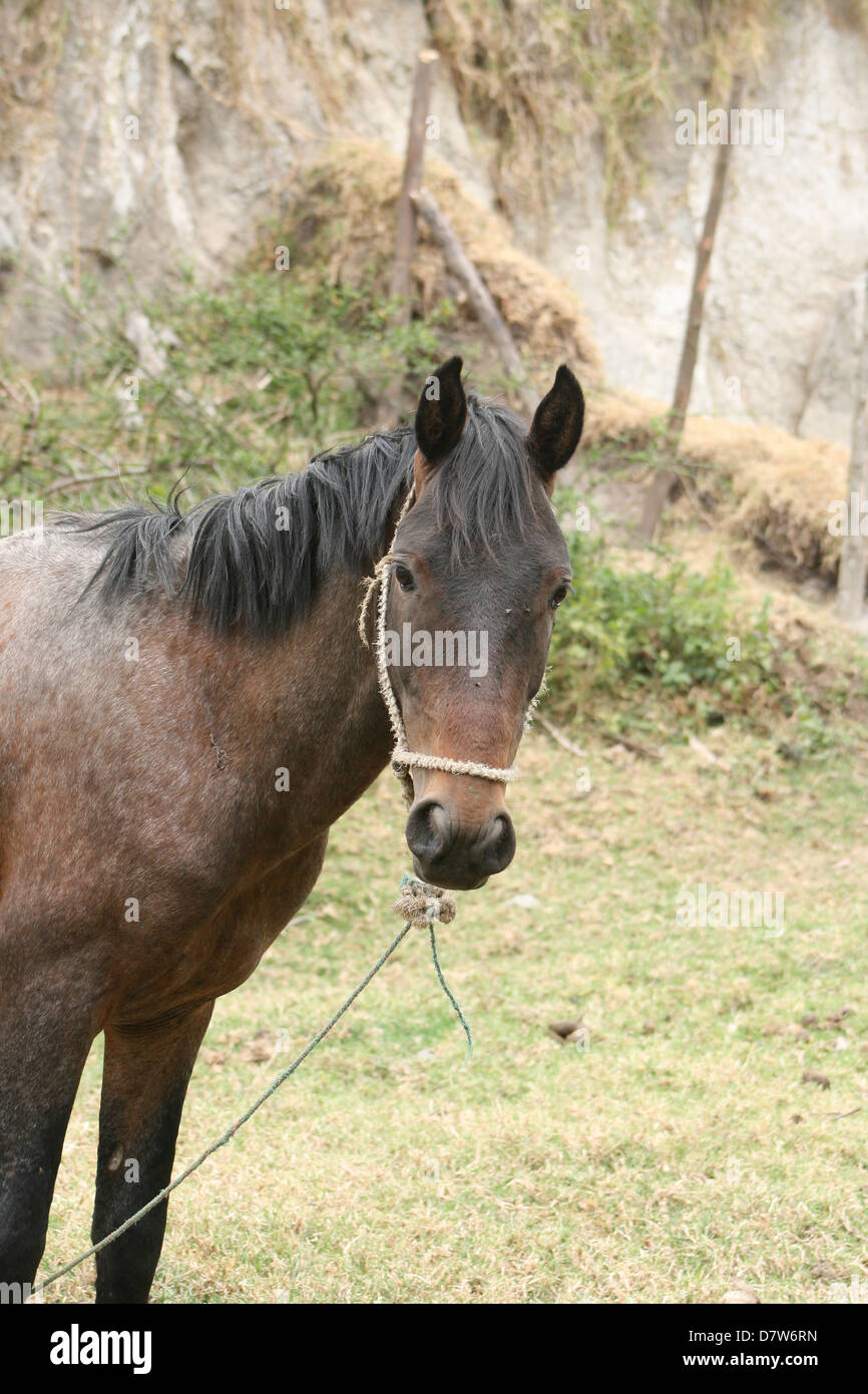 A brown horse standing in a farmers pasture in Cotacachi, Ecuador Stock Photo