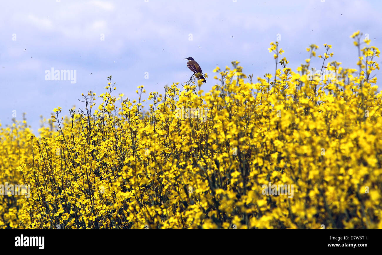 A bird sits on blossoming rapeseed near Donauwoerth, Germany, 14 May 2013. Photo: KARL-JOSEF HILDENBRAND Stock Photo