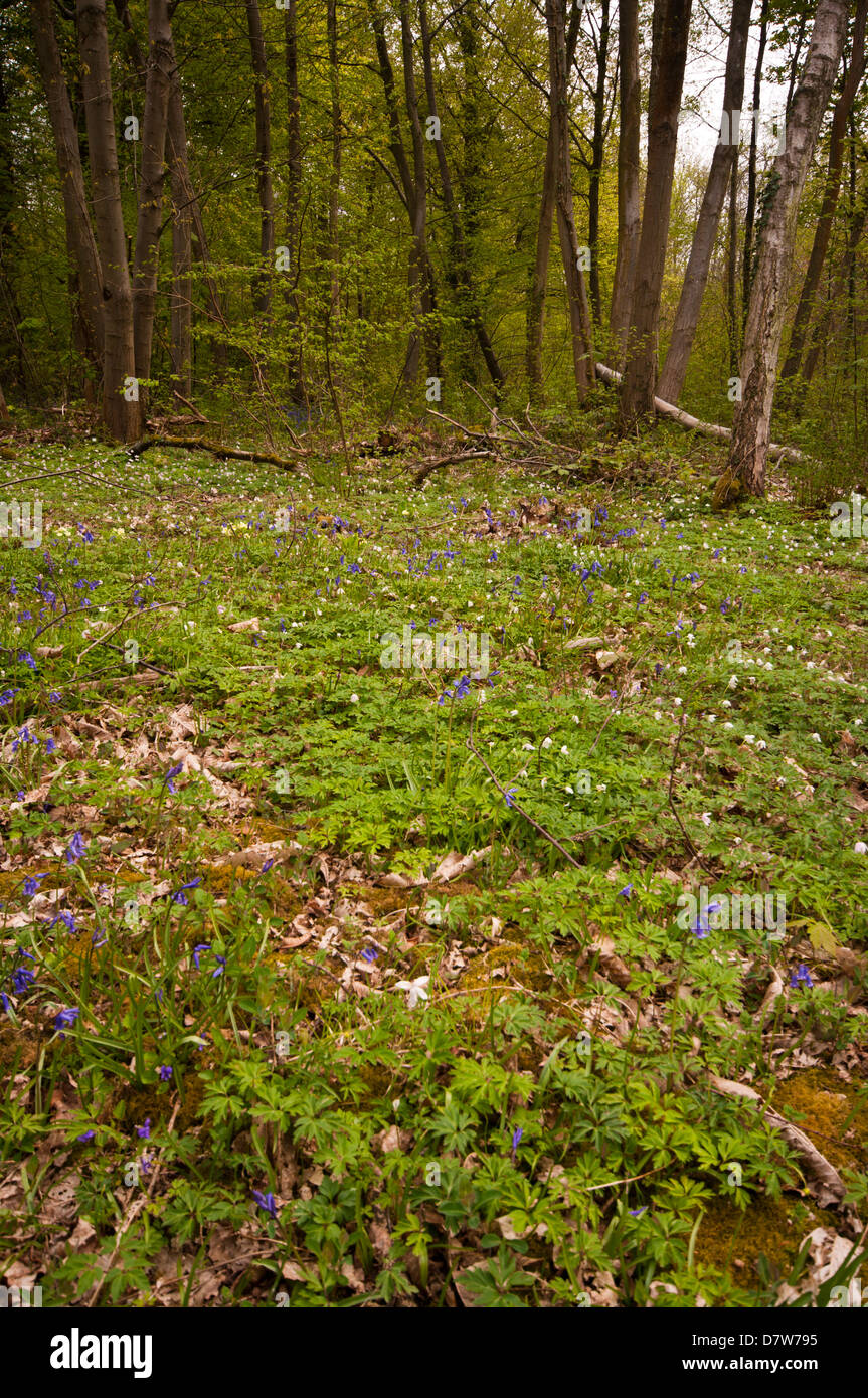 Woodland Floor Carpeted In Spring Flowers High Brede Woods East Sussex UK Stock Photo