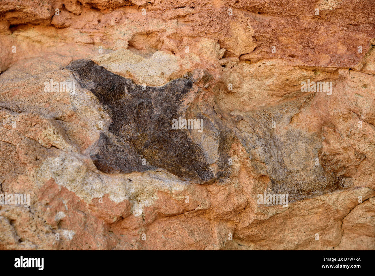 Dinosaur tail bone fossil in sandstone matrix. Moab, Utah, USA. Stock Photo