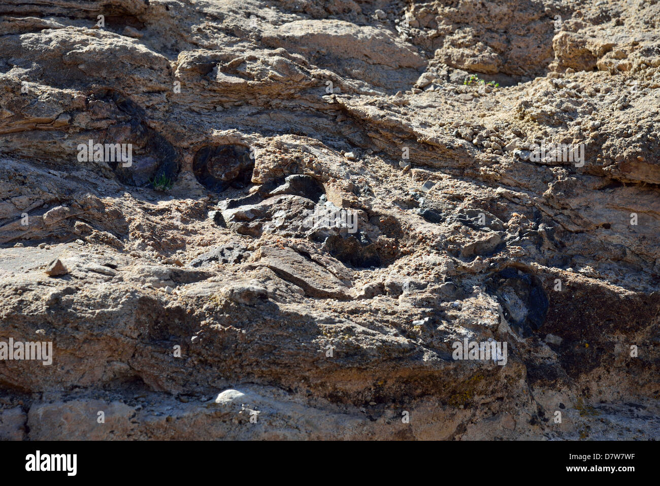 Fossil dinosaur bone fragments in sandstone matrix. Moab, Utah, USA. Stock Photo