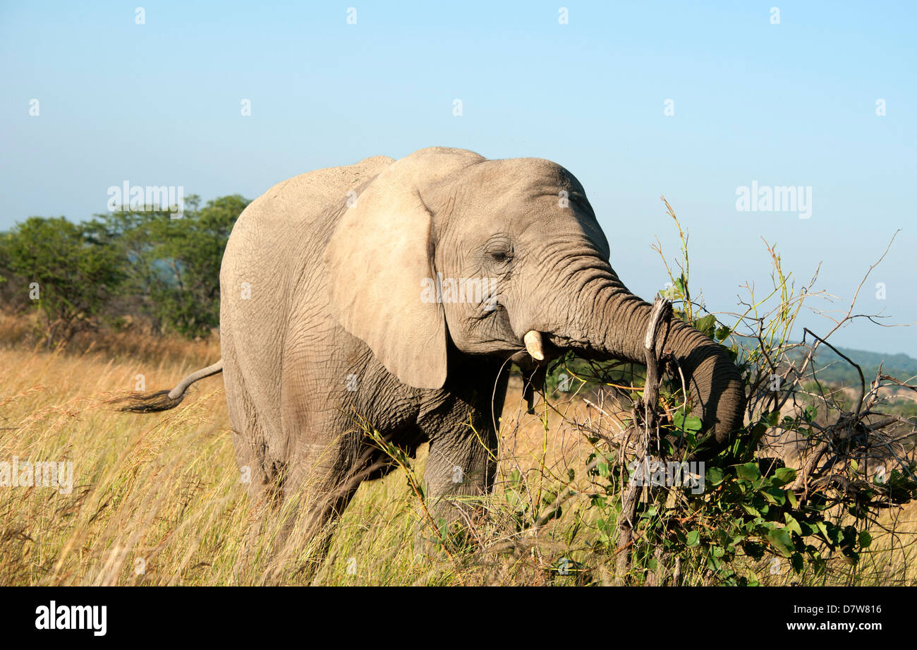 Elephant eating natural habitat in bush. Antelope Park, Zimbabwe. Stock Photo