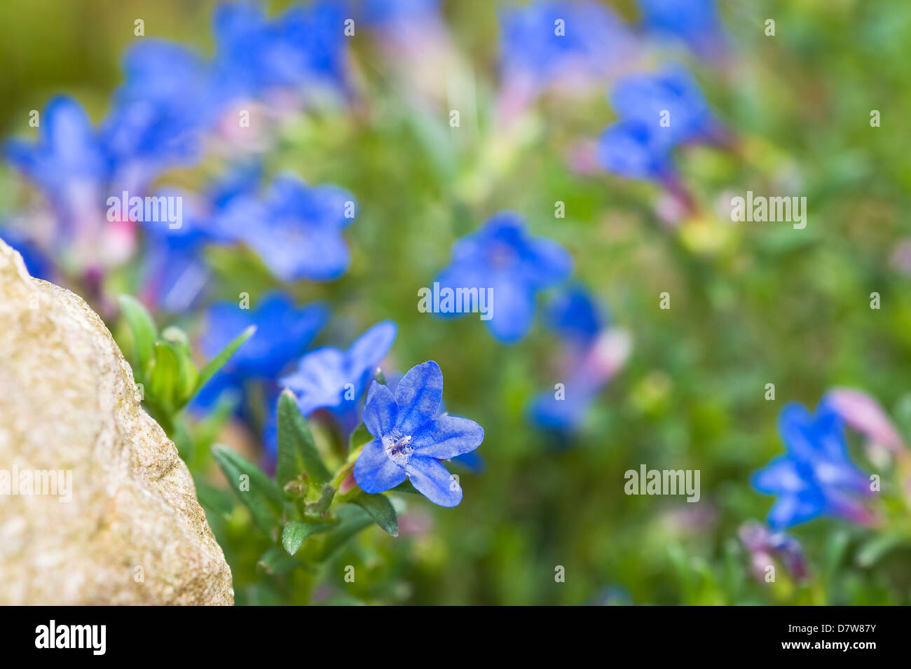 Lithodora diffusa 'Heavenly Blue' Stock Photo