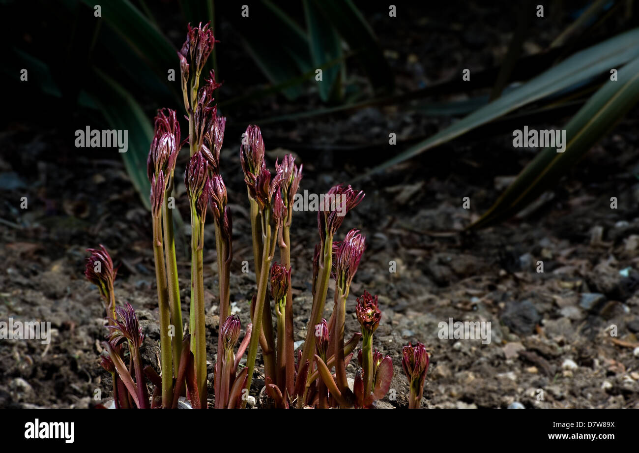 Peony 'Sarah Bernhardt' fresh new growth emerging in spring. Stock Photo