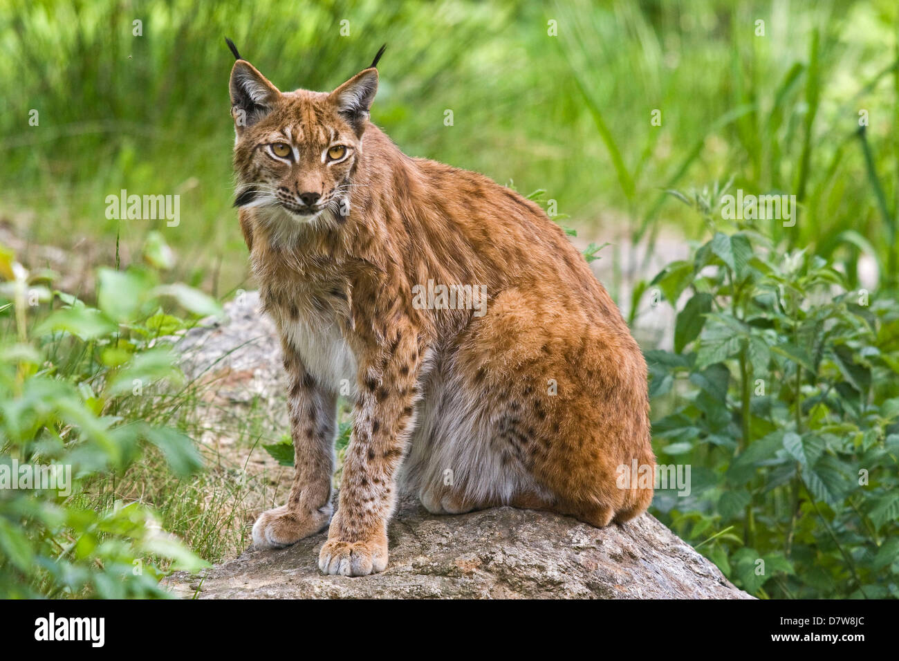 Lynx lynxes adult hi-res stock photography and images - Alamy