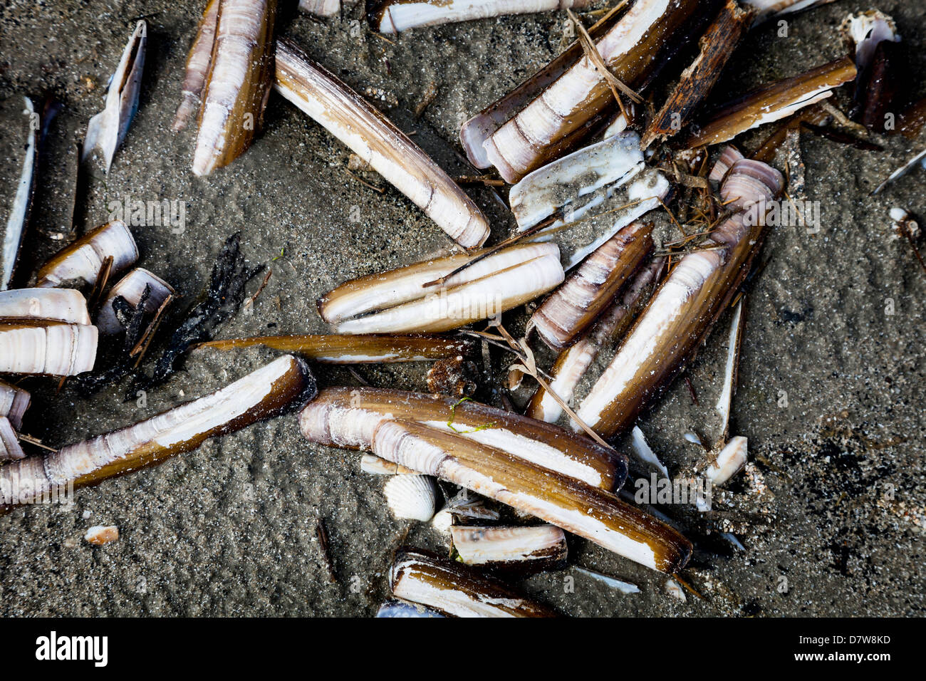 Razor Clams on a beach. Close up Stock Photo Alamy