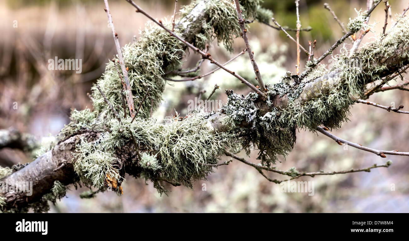 Reindeer moss on a willow tree, close up Stock Photo