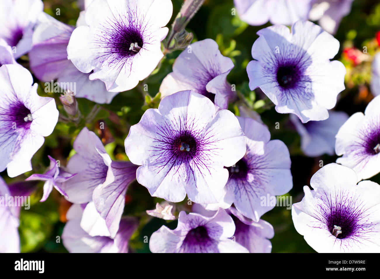 Petunia surfinia purple vein flowers. Petunias in early morning