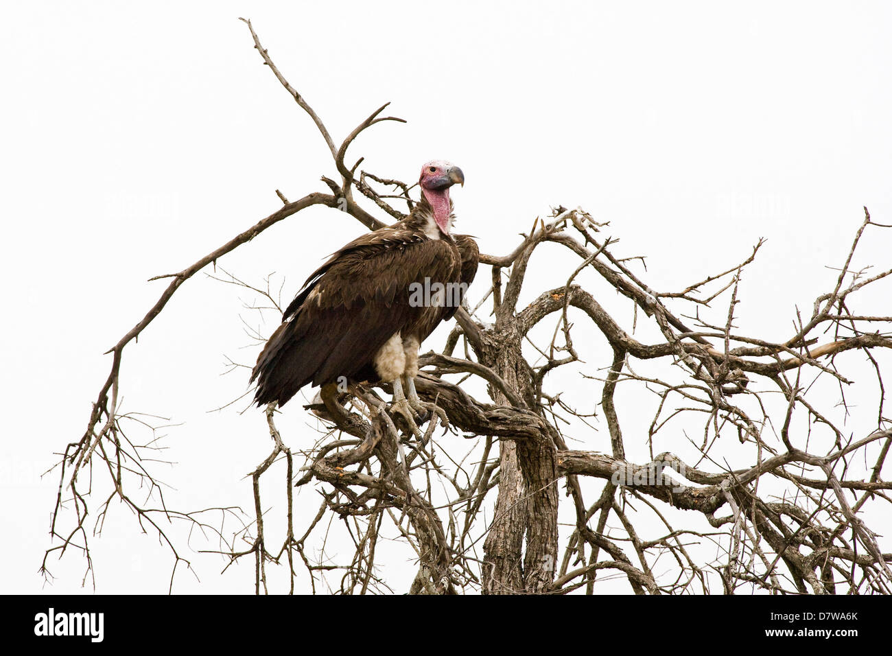 red-headed vulture Stock Photo