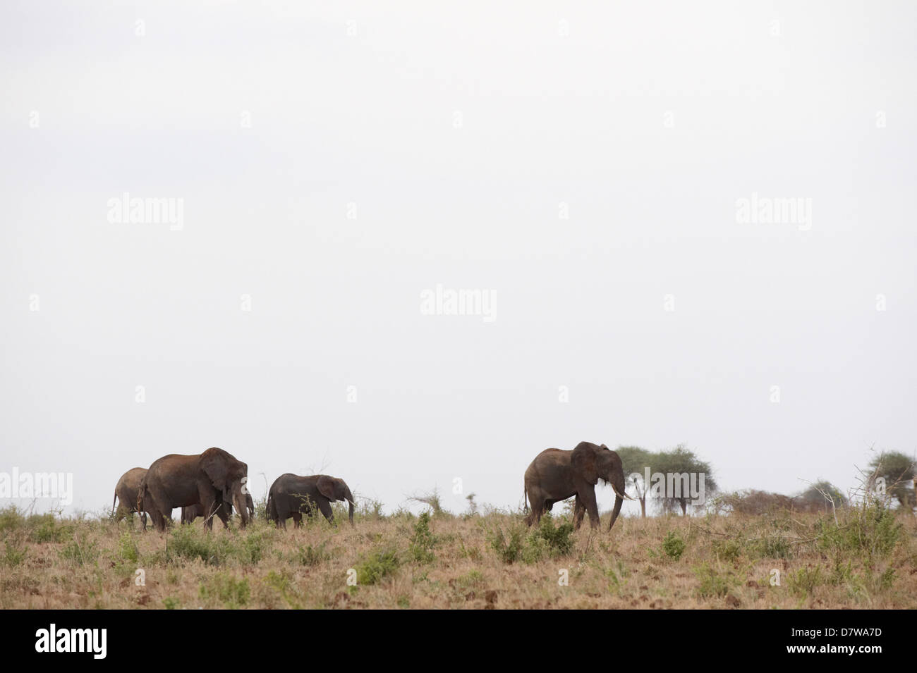 Herd of elephants, Meru National Park, Kenya Stock Photo