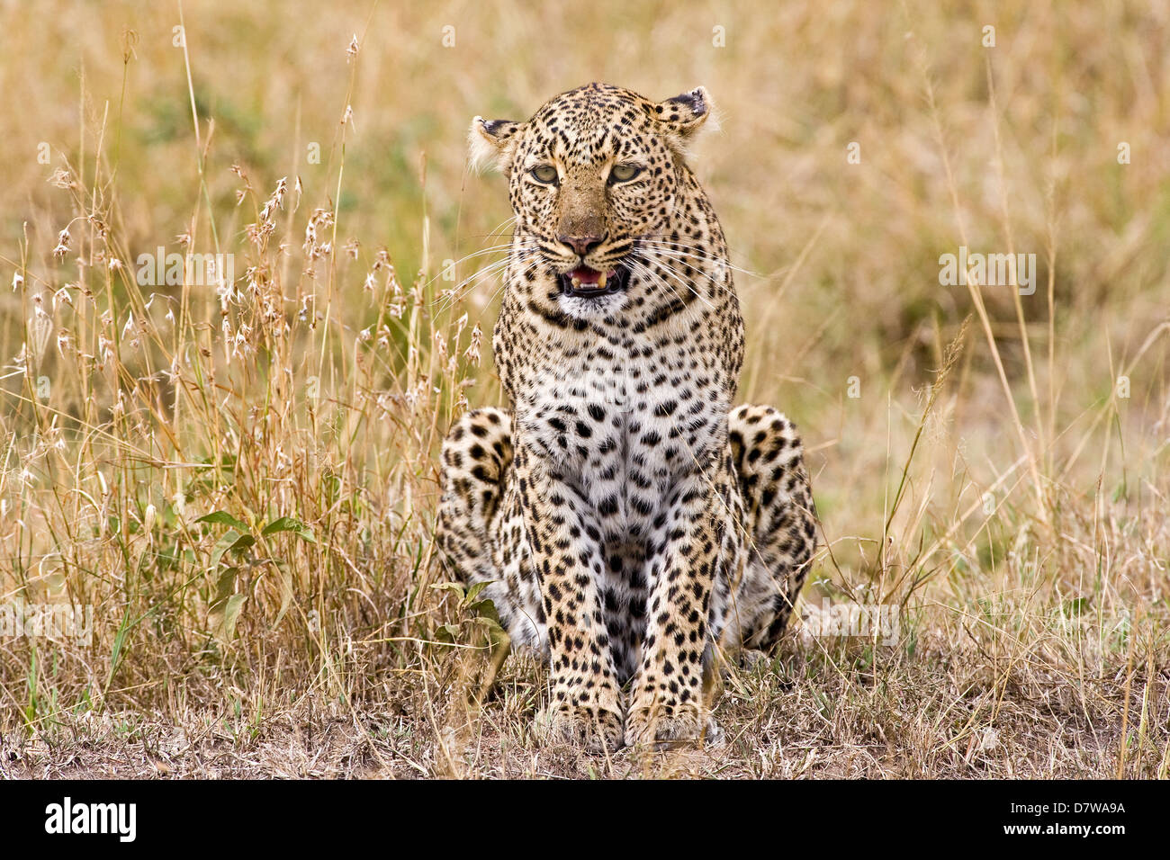 Real Leopard Image Leopards 1 hi-res stock photography and images - Alamy