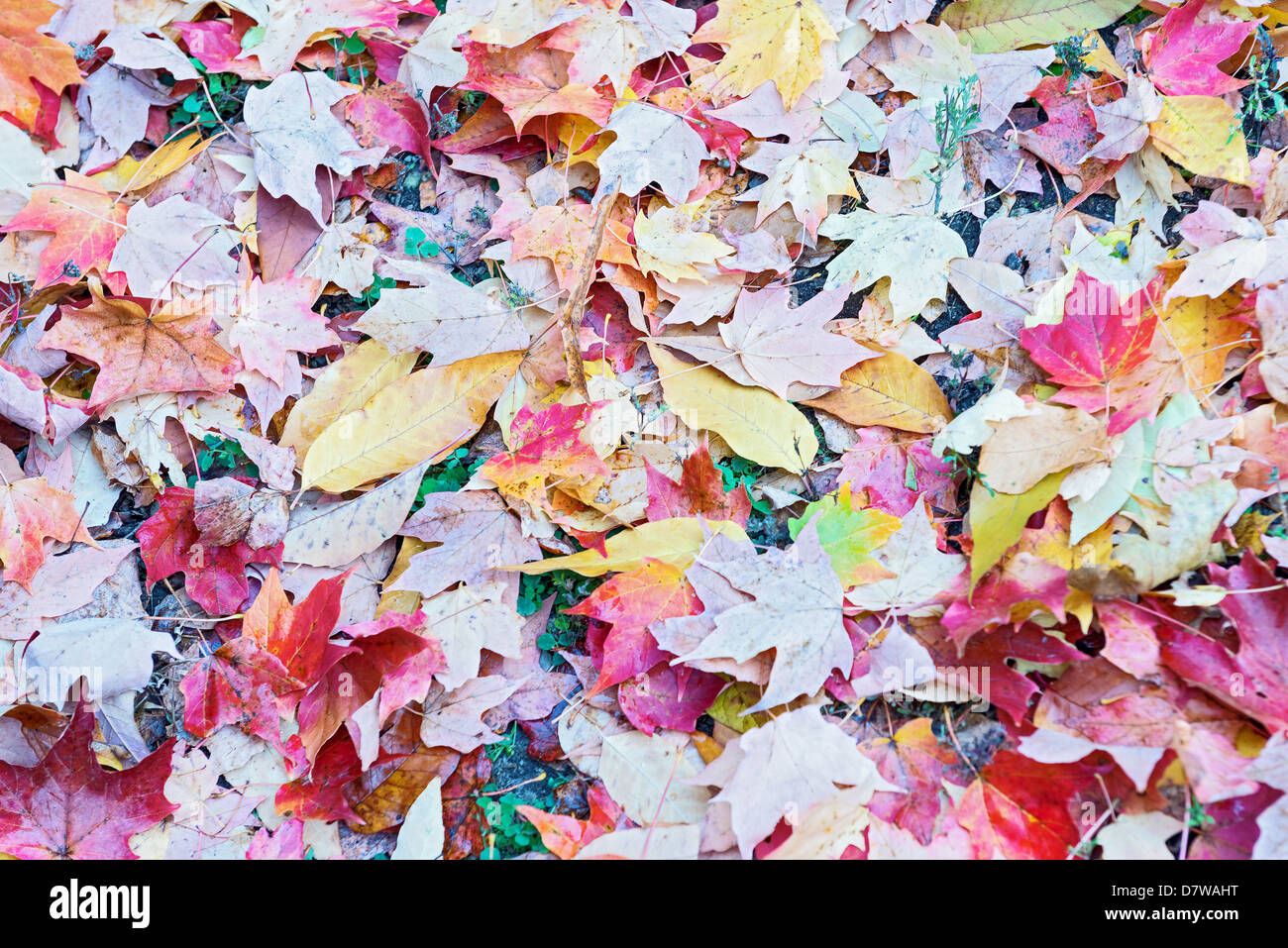 autumn in the park, Colorful leaves foliage Stock Photo - Alamy