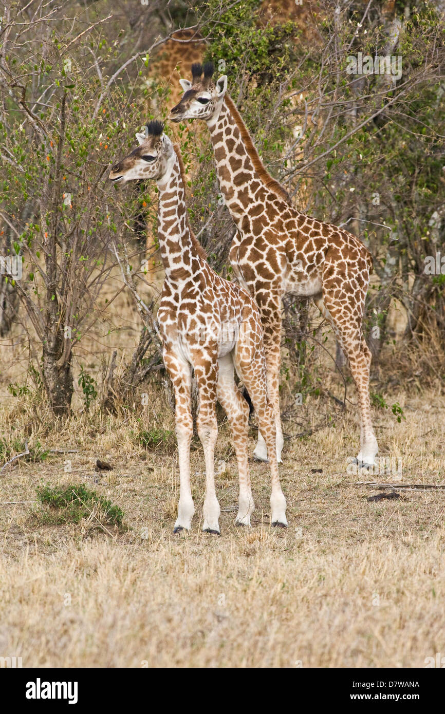 Two young giraffes stand hi-res stock photography and images - Alamy