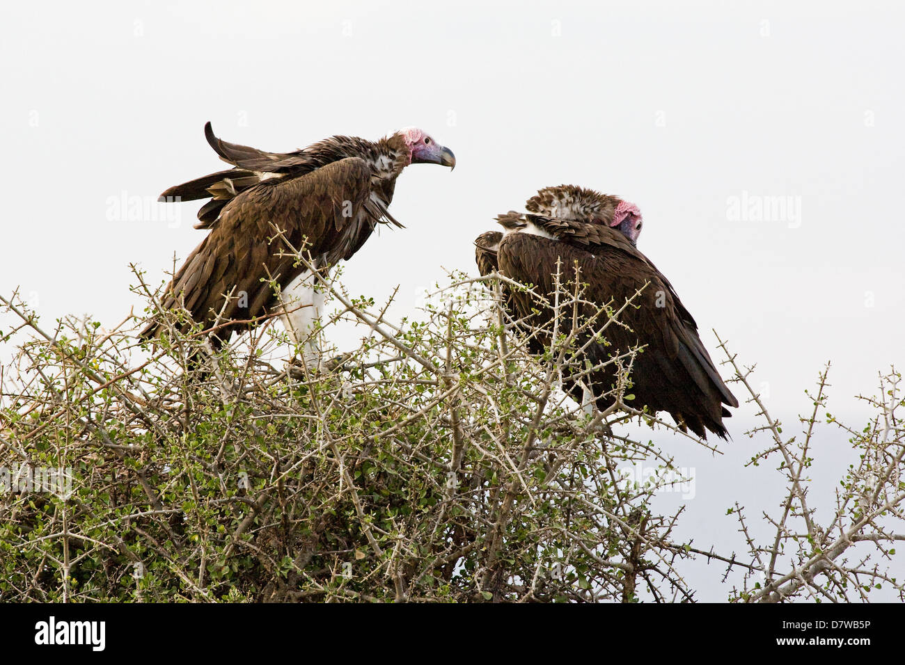 red-headed vultures Stock Photo