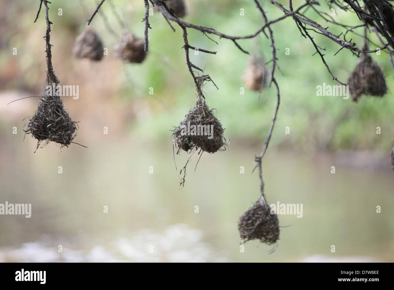 Hanging Birds Nest High Resolution Stock Photography and Images Alamy