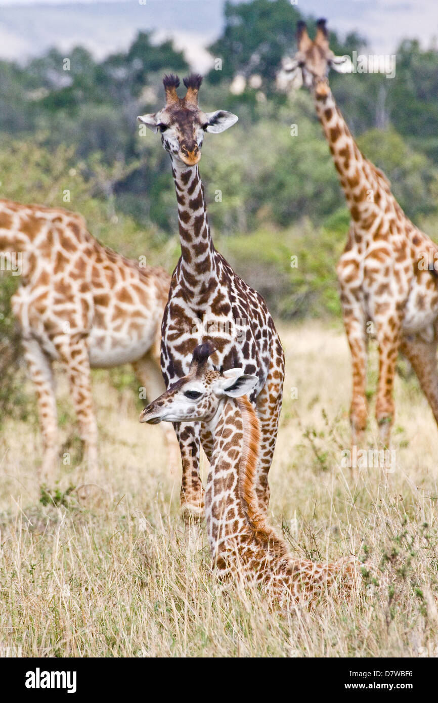 masai giraffes Stock Photo