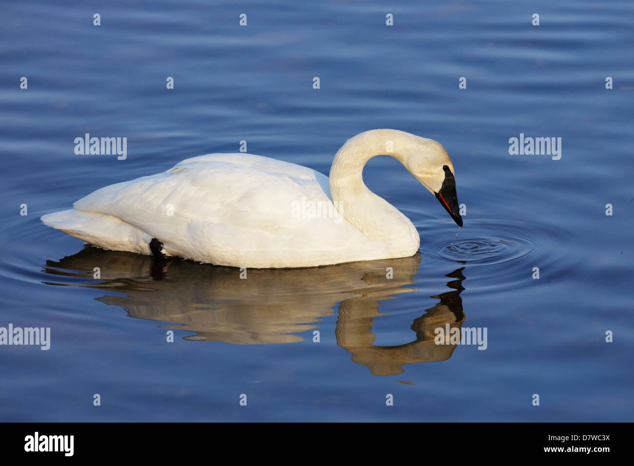 Trumpeter Swan (Cygnus buccinator) on the Mississippi River Stock Photo ...