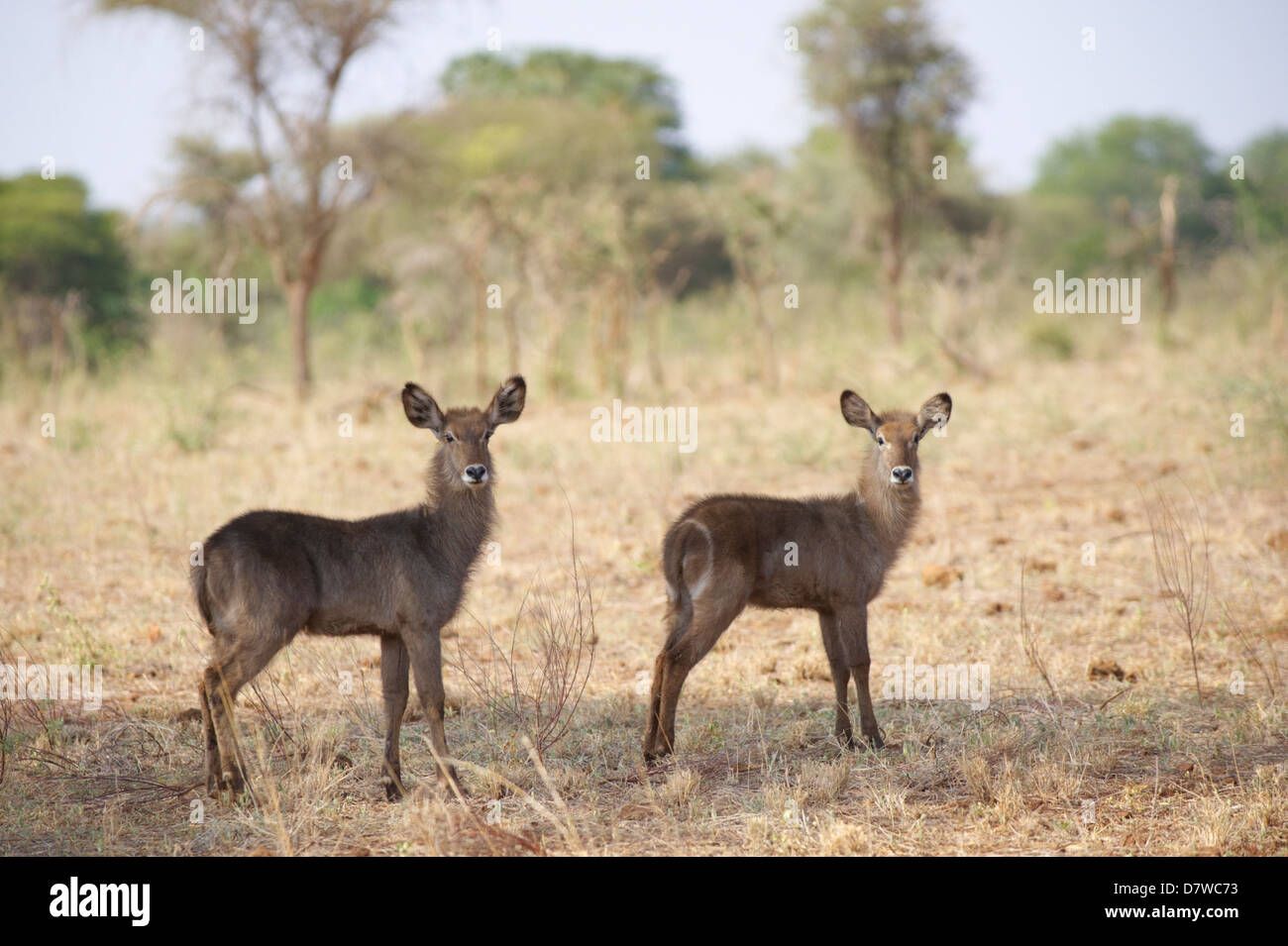 Two Waterbucks (Kobus ellipsiprymnus), Meru National Park, Kenya Stock Photo