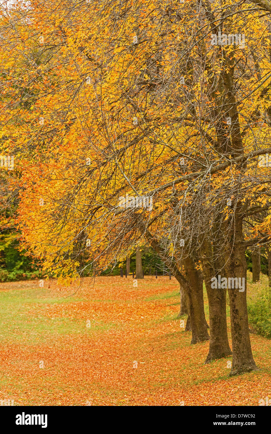 Fall in park in Milton Ontario Stock Photo