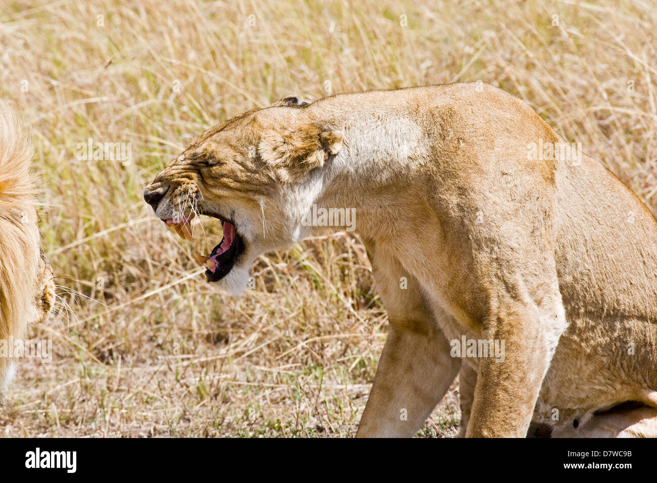 lioness Stock Photo