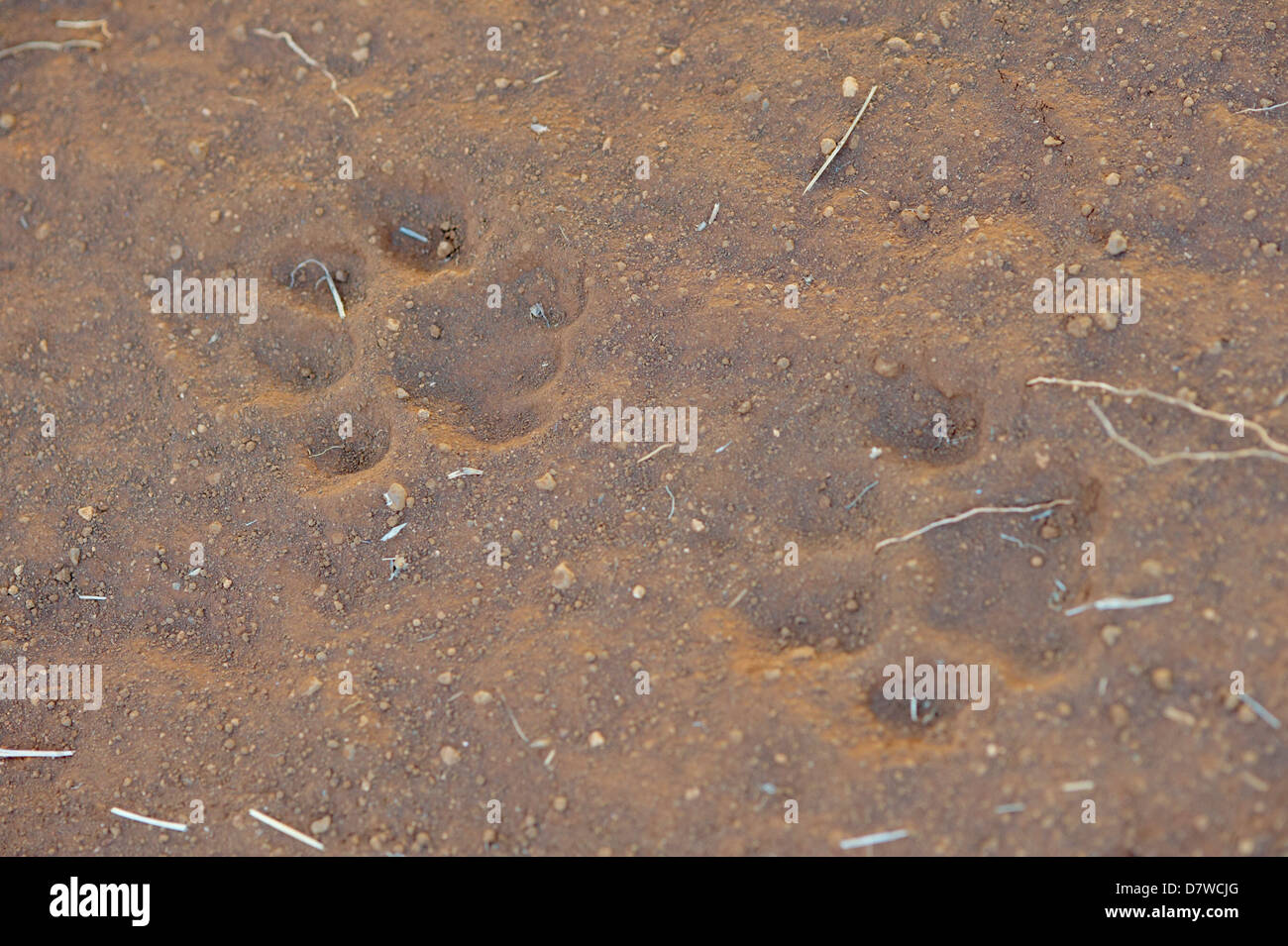Big cat paw prints in dust, Meru National Park, Kenya Stock Photo