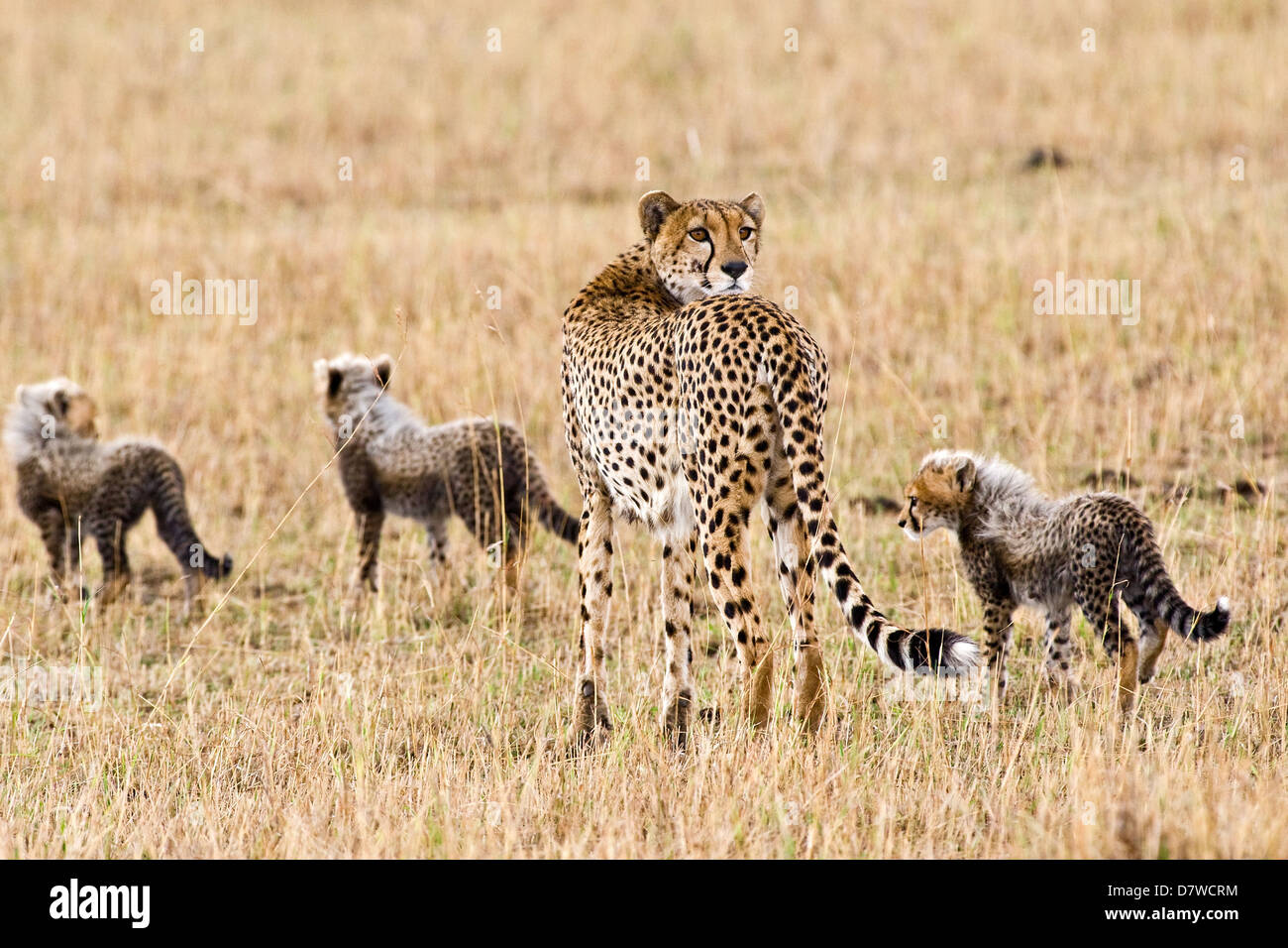 cheetahs Stock Photo