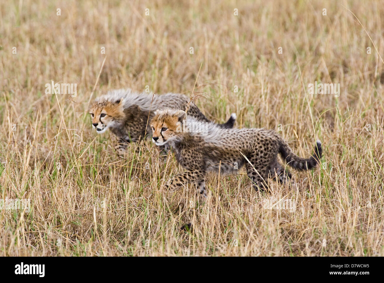 young cheetahs Stock Photo