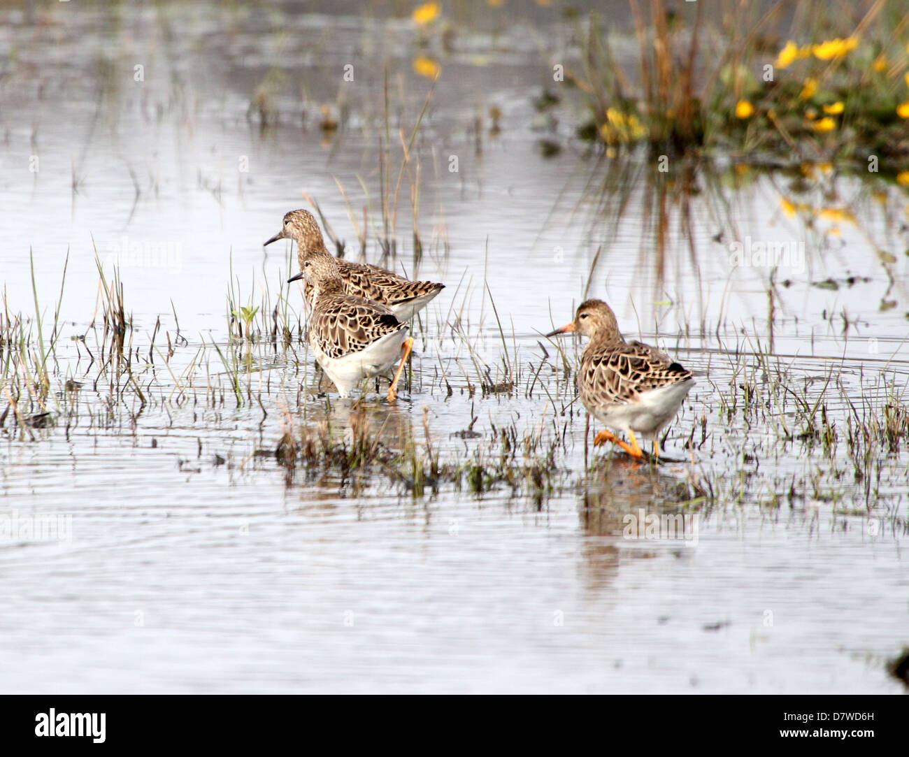 Group of adult  Ruffs ( Philomachus pugnax) foraging in wetlands in early spring Stock Photo