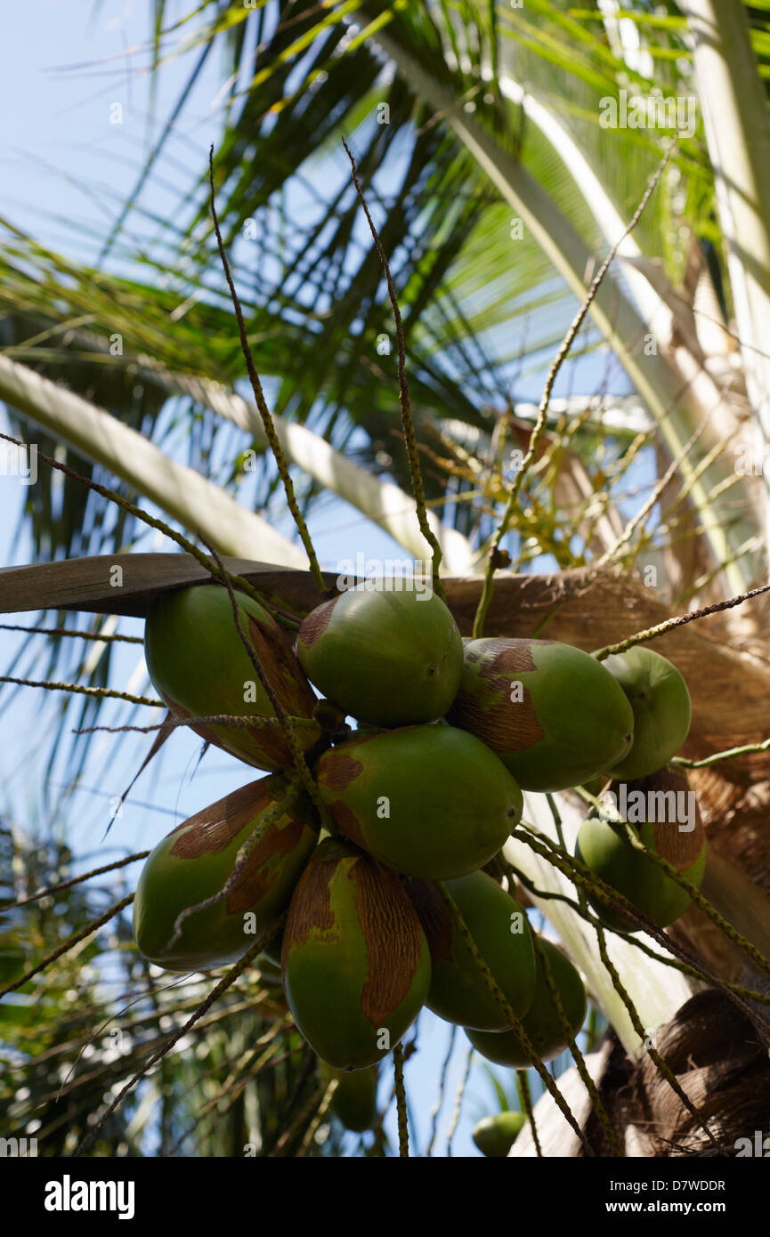 Bunch of young coconuts on the trees hires stock photography and