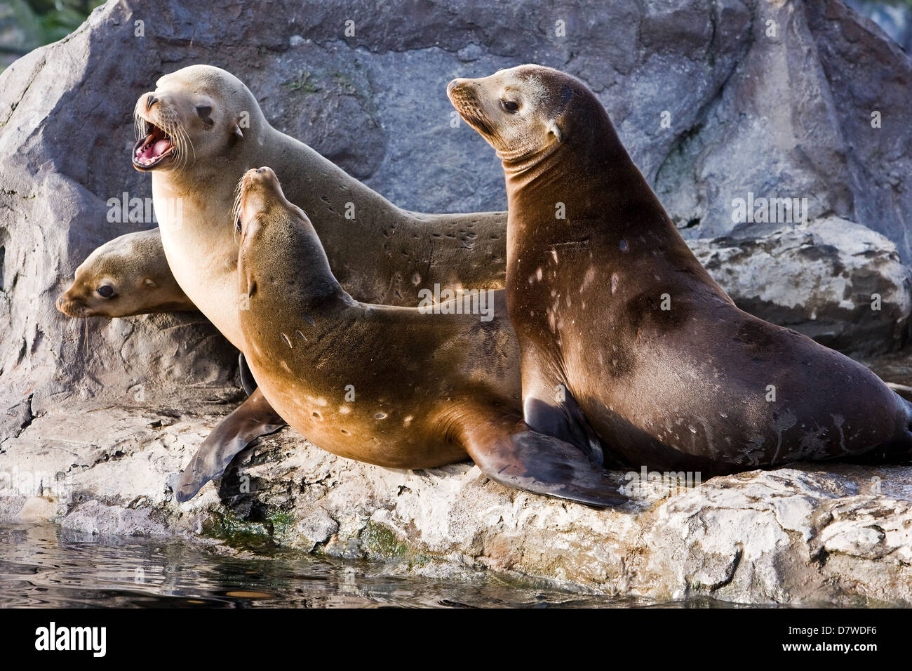 sea lions Stock Photo