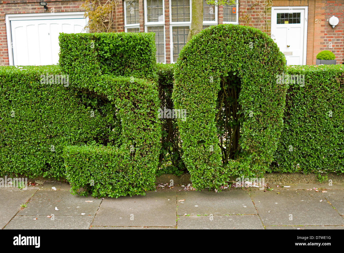 A bush cut into the shape of the number 50. Stock Photo