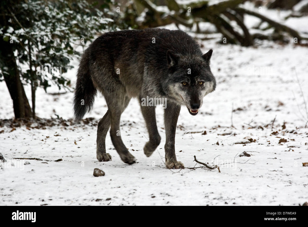 greywolf Stock Photo - Alamy