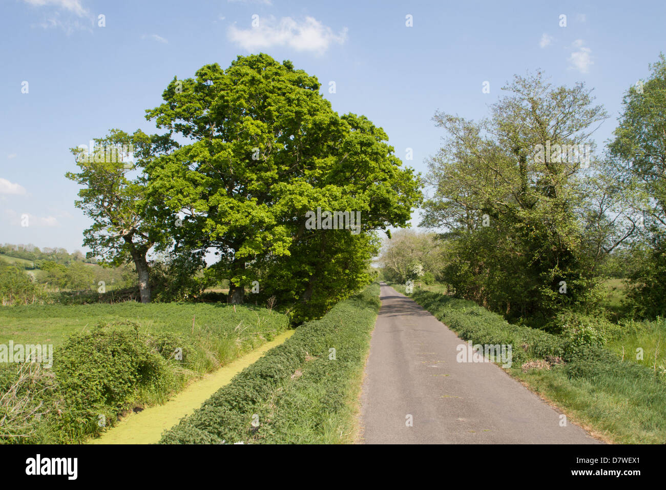 Westhay Moor road, Somerset Levels, UK Stock Photo