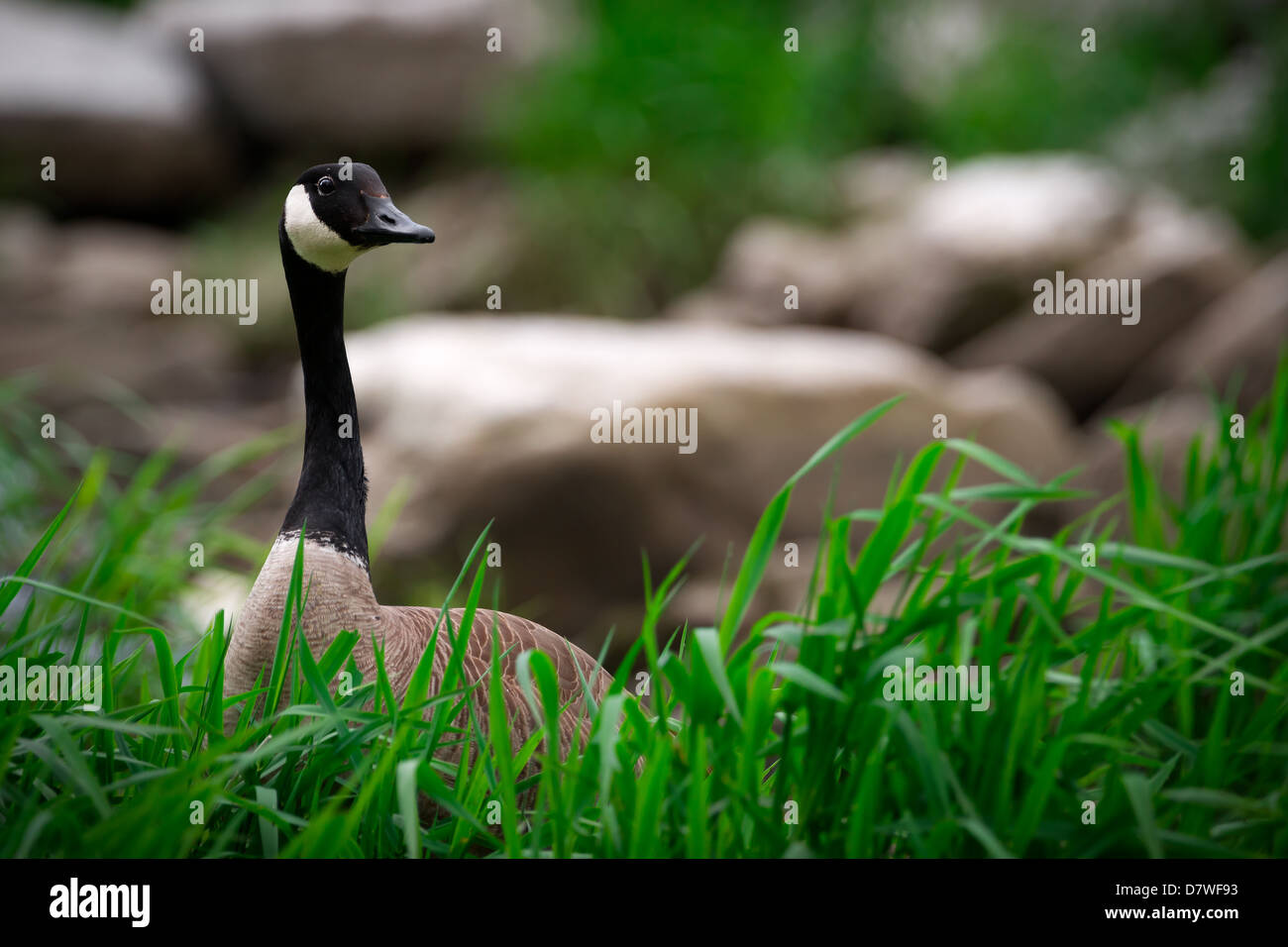 A curious Canada Goose (Branta canadensis) pokes his head up above tall, lush, green grass in Canadian wetlands. Stock Photo