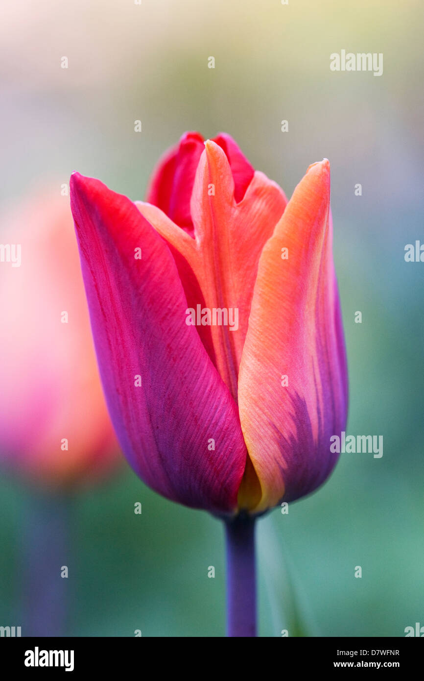 Tulipa 'Prinses Irene' in an English garden. Change in colour on one tepal from orange to red. Stock Photo