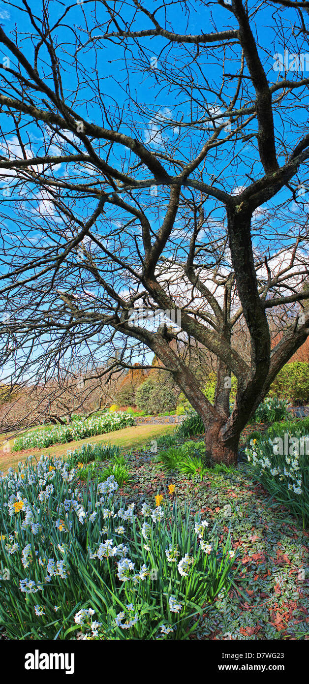 Winter Garden, Vertical Panorama of flower bed and deciduous tree in winter against a deep blue sky. Stock Photo