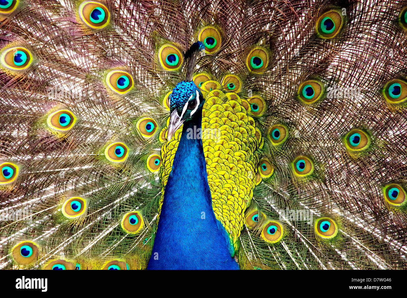 Tight composition of peacock with spread fantail feathers in bright light and bright colors, suitable for photo art, advertising Stock Photo