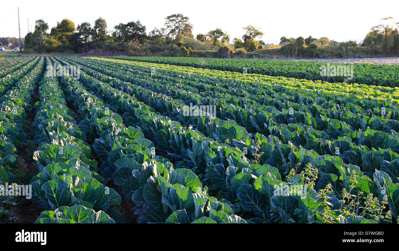 Panoramic view of Cabbage farm showing rows of cabbage patch on location. Afternoon sunlight, bright green colors. Stock Photo