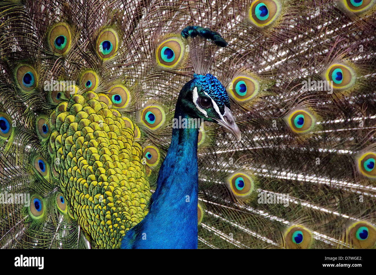 Proud plumage, Peacock with spread fantail Stock Photo