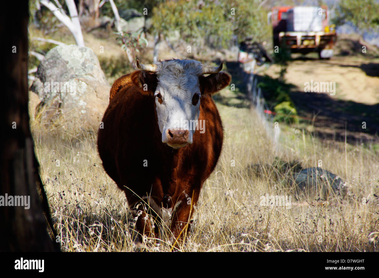 Cow in paddock facing camera, bright sunlight Stock Photo